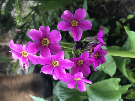 Foxy smelling flowers