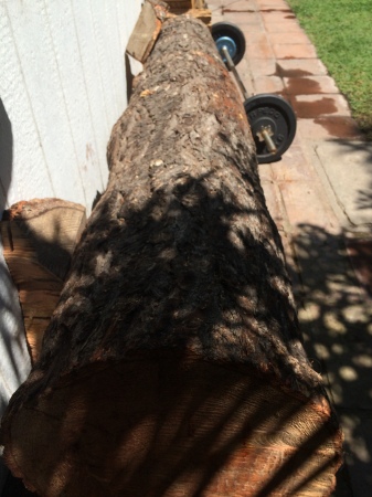 Tree trunk of Oregon Pine