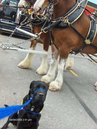 Keith meets the Clydesdales
