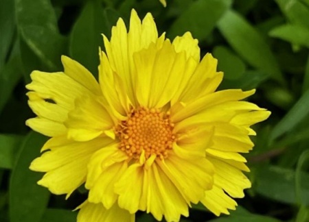 Sunflowers in the summer