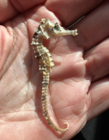 Found seahorse in Ft Lauderdale Beach FL