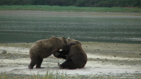 Evonne Trachsel's album, KODIAK  BEARS