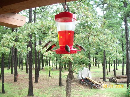 Hummingbirds on the front deck