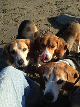 The pack on the beach