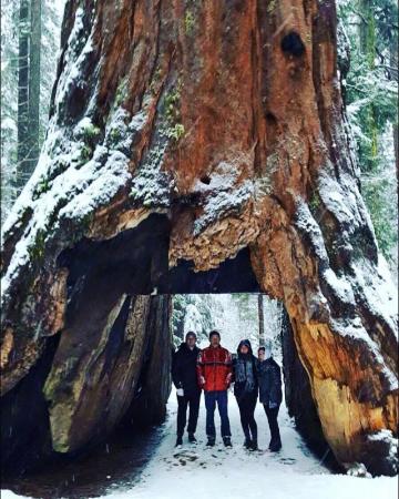 Snowstrorm at Big Trees National Forest