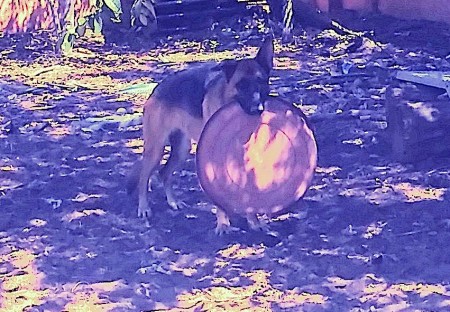 Sian & her big girl frisbee 