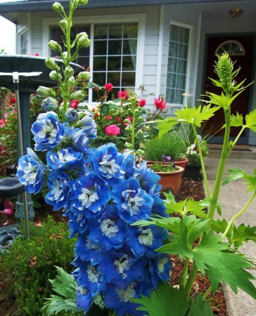 Delphinium