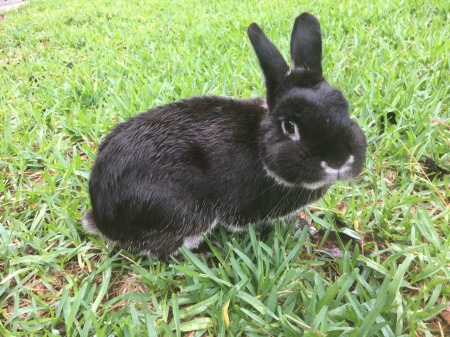Minky, the wonder rabbit
