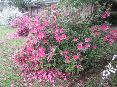 W.C. Joseph's album, Louisiana flowers