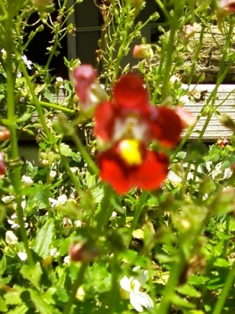 WA State Wildflower