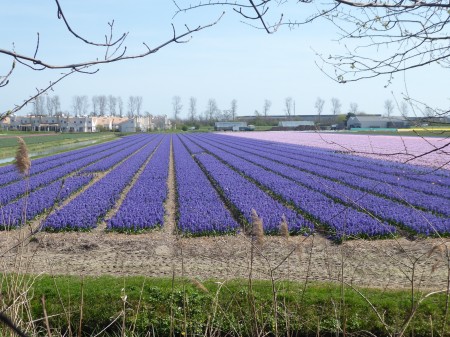 Lisse Netherlands area