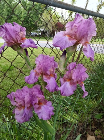 German Re blooming Iris 