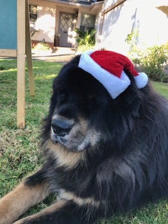 Baloo Happy Festivus for the rest of us