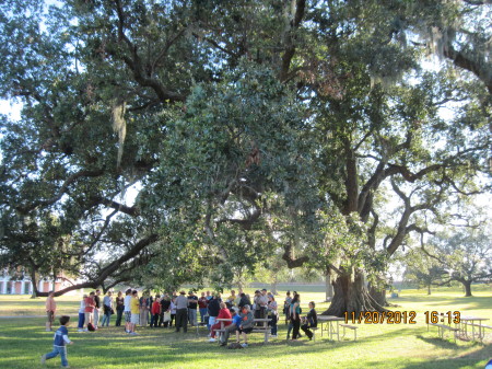 Beautifull Oak Trees