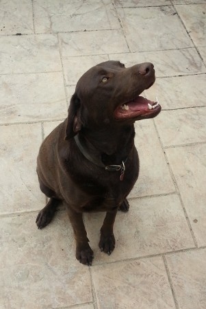 Shadow, my Chocolate Labrador Retriever