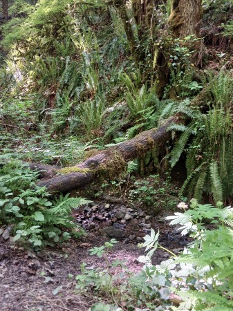 Marquam Nature Park, Portland OR