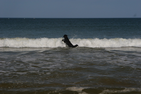 Both of my dogs loved to play in the waves