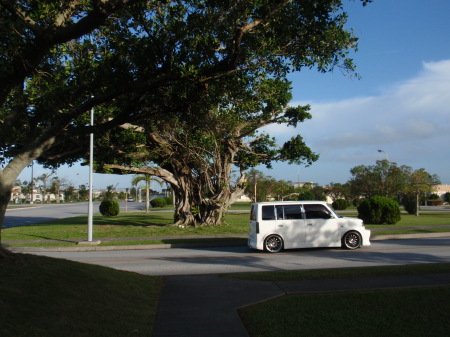 OKINAWA JAPAN,  COOL TREE