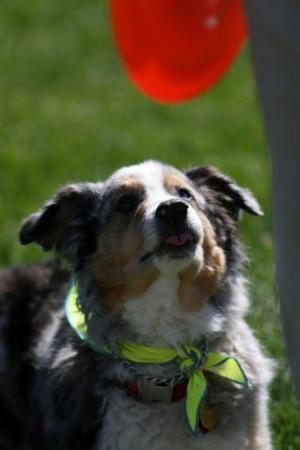 Pamela Wyman's album, Shadow- My amazing Frisbee Dog! 