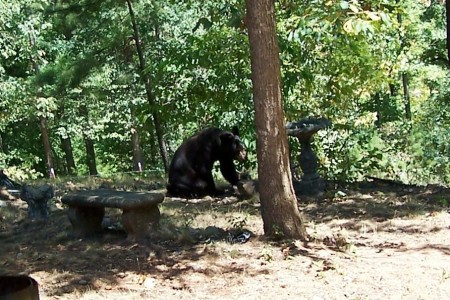 We have visitors! Young Bear drinking