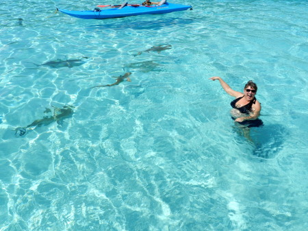 Swimming with sharks and sting rays