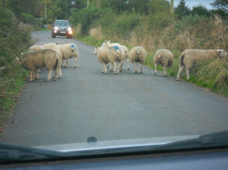 Rush hour in Ballylaneen, Ireland.