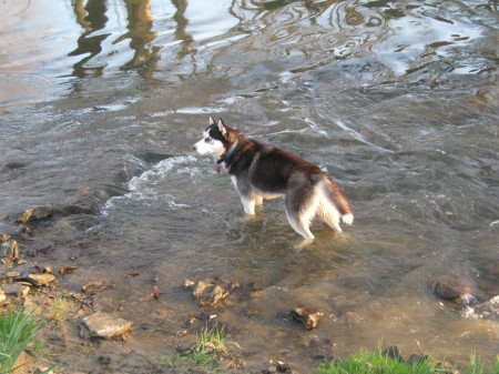 Neeko the Water Dog