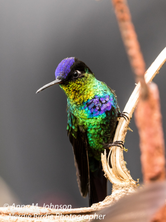 Anne Johnson's album, Costa Rica