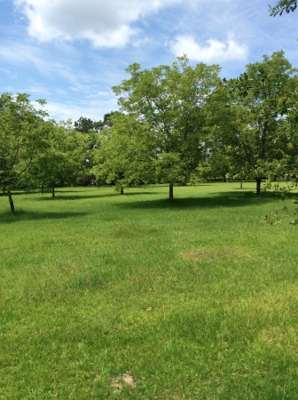 Large Lawn