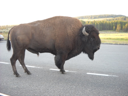 King of the herd