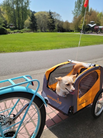Biscuit loves a good bike ride!