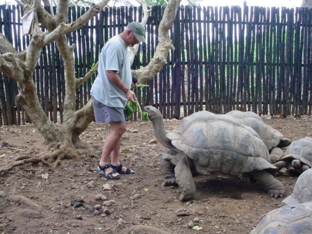 Feeding Giant Turtles