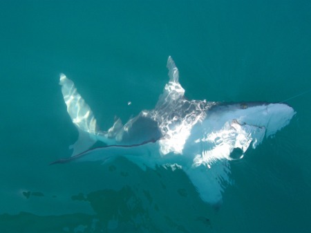 200 lb. Sandbar Shark