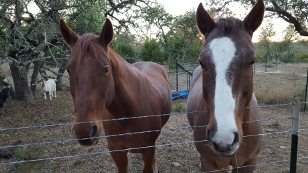 "Red and Roper"