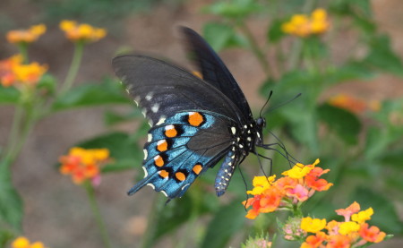 Pipevine Swallowtail