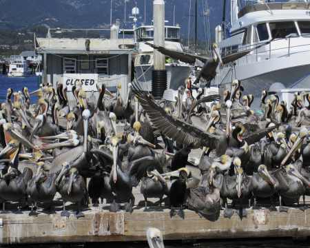 Pelican Festival