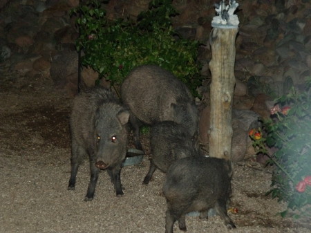 Neighbors_Tonto Basin