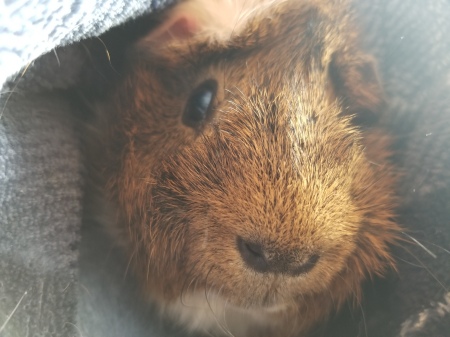 Dexter, king of the guinea pigs.