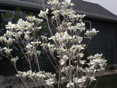 dogwood tree