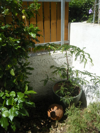 Tamarind Tree