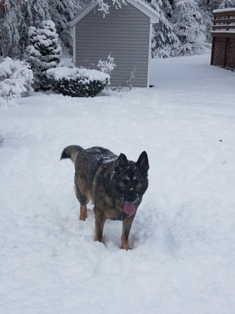 Rommel loves the snow 