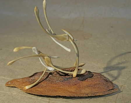 "The Acrobats"     Small Sculpture