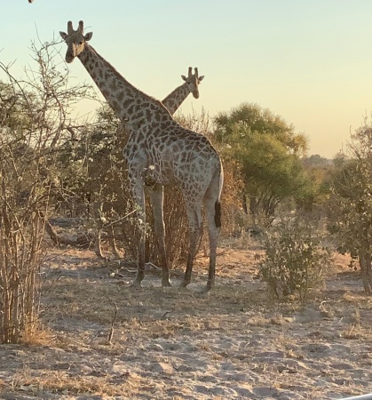 Botswana private reserve