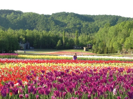 Naoko in the Hokkaido Tulip fields