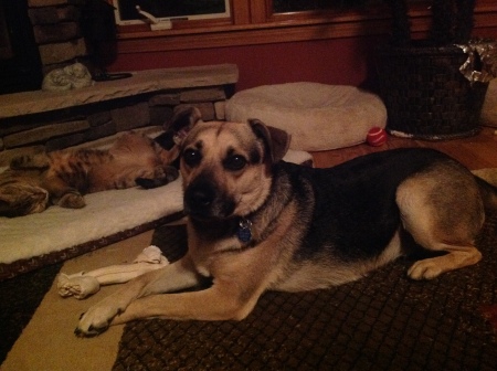 Roxy got beat to the fireplace bed