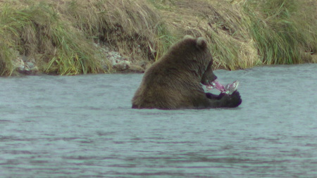 Evonne Trachsel's album, KODIAK  BEARS