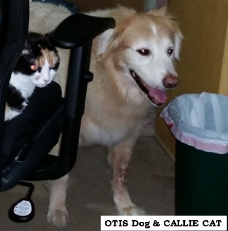 OTIS Dog & CALLIE CAT