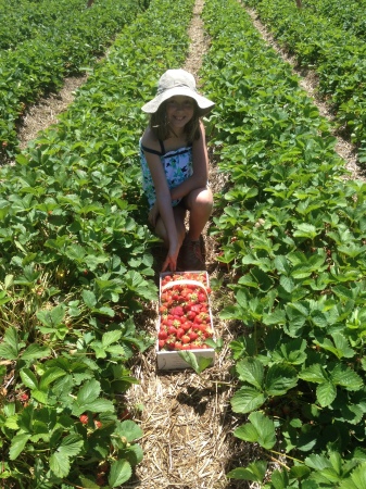 My Granddaughter and I picking  stawberries