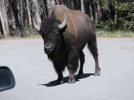 mc trip to yellowstone