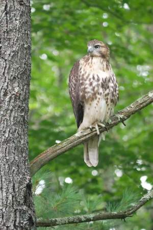 Cooper's Hawk visiting our yard 